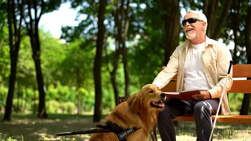 A blind man reading on a park bench with his guide dog